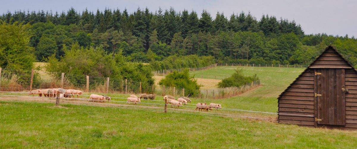 Vente de viande directe de l'éleveur – Fermes d’élevage en Belgique