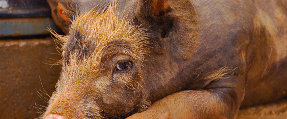 Elevage bovin et porc pour viande bio: mangez éthique !
