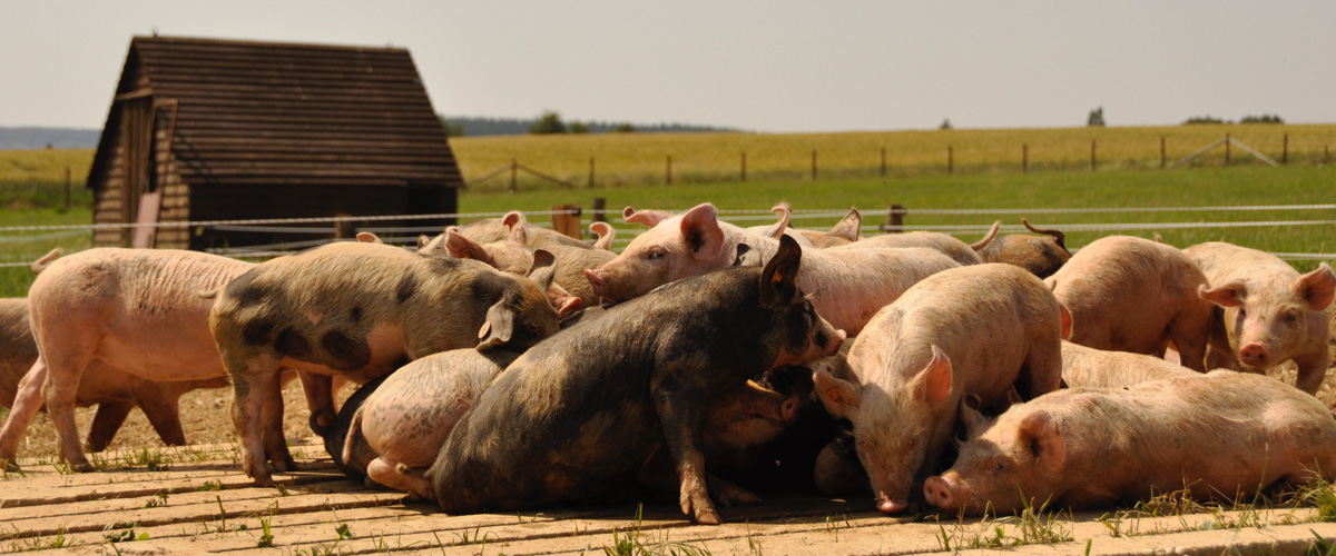 Éleveur viande belge : Impact de l’élevage sur le gout